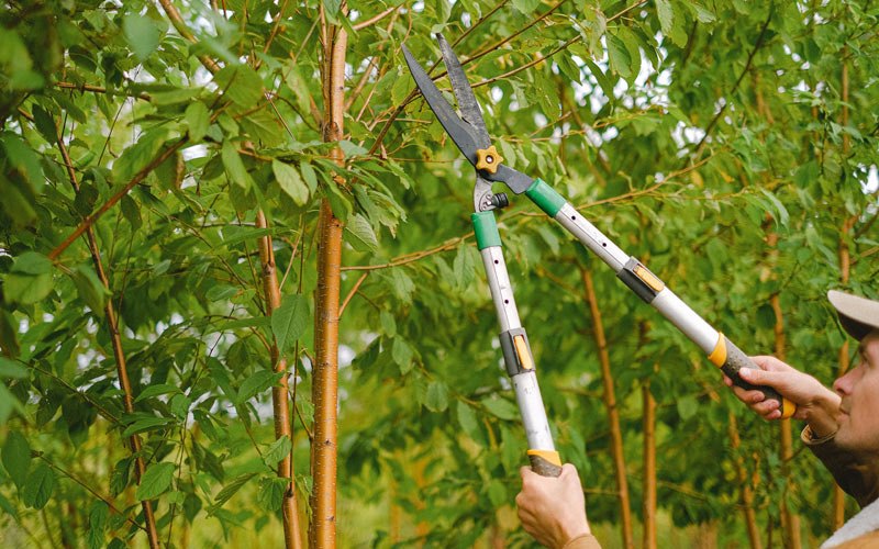Tree trimming in Kaunakakai, HI